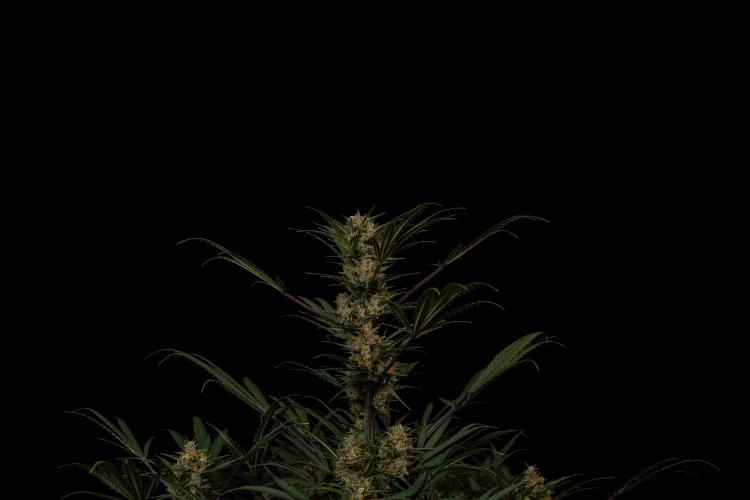 Lemon Crem Kush Auto - Spliff Seeds. Week 13