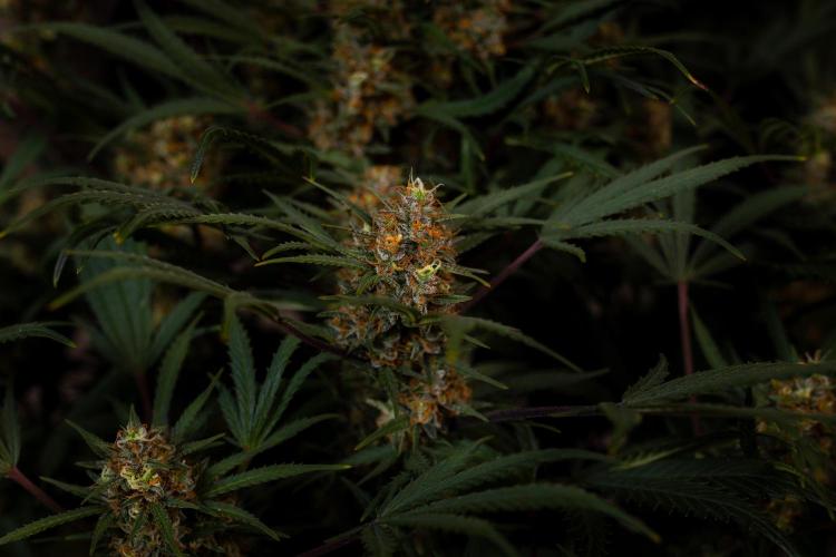 Lemon Crem Kush Auto - Spliff Seeds. Week 13