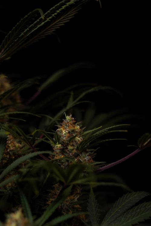 Lemon Crem Kush Auto - Spliff Seeds. Week 13