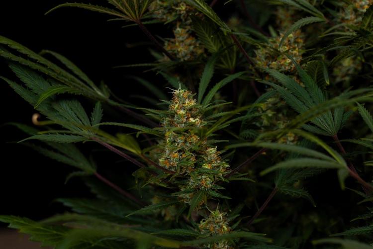 Lemon Crem Kush Auto - Spliff Seeds. Week 13