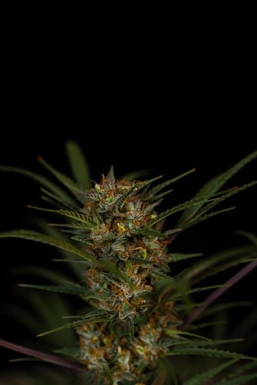 Lemon Crem Kush Auto - Spliff Seeds. Week 13