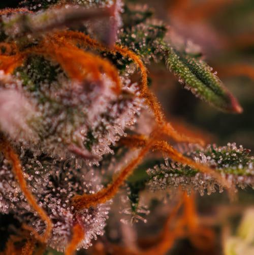 Lemon Crem Kush Auto - Spliff Seeds. Week 13