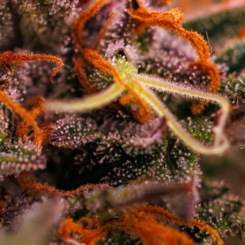 Lemon Crem Kush Auto - Spliff Seeds. Week 13