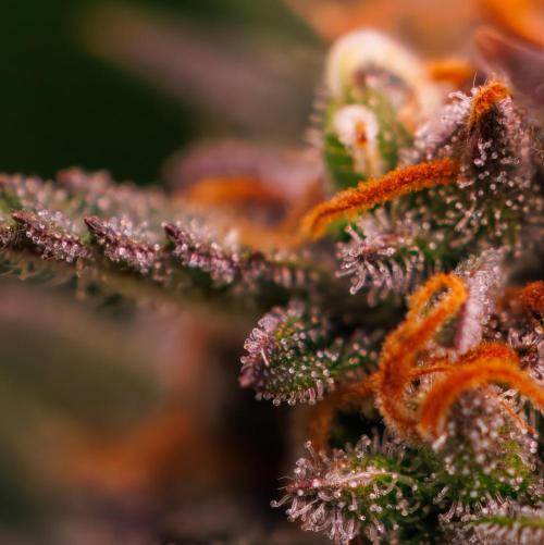 Lemon Crem Kush Auto - Spliff Seeds. Week 13