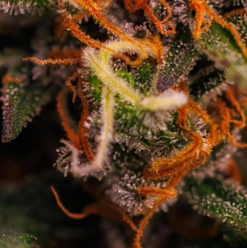 Lemon Cream Kush Automatic. Week 13