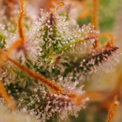 White Widow Auto - Spliff Seeds. Week 13