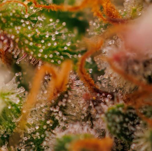 White Widow Auto - Spliff Seeds. Week 13