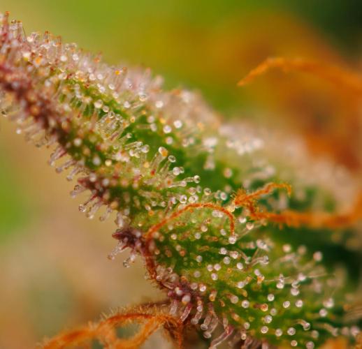 White Widow Auto - Spliff Seeds. Week 13
