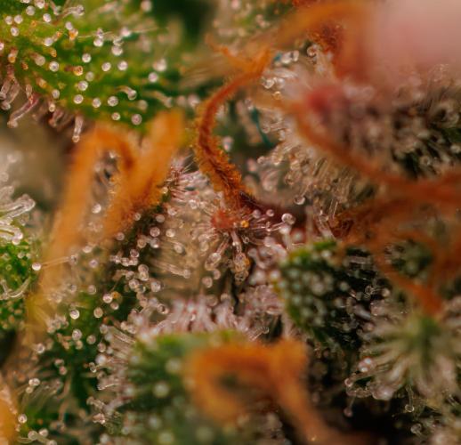 White Widow Auto - Spliff Seeds. Week 13