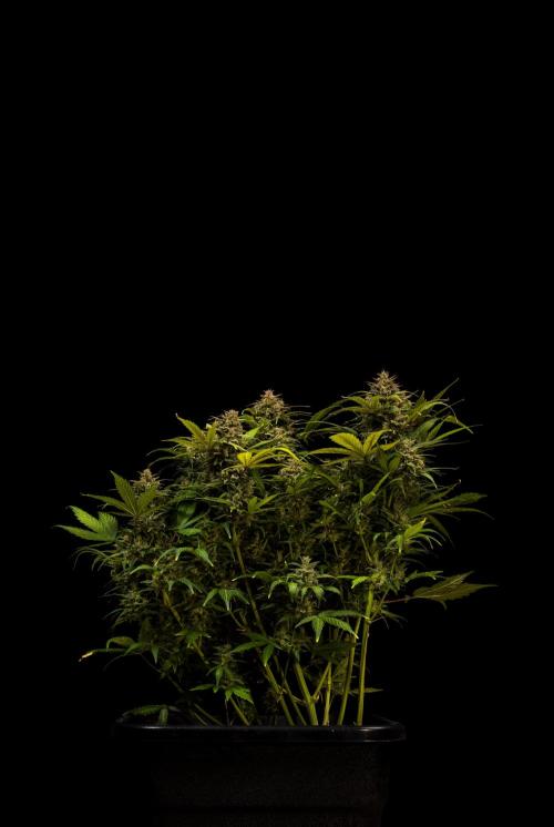 White Widow Auto - Spliff Seeds. Week 13