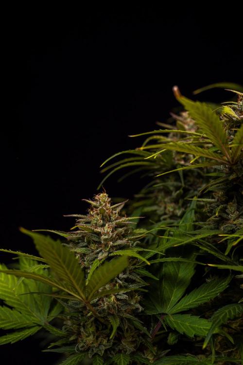 White Widow Auto - Spliff Seeds. Week 13