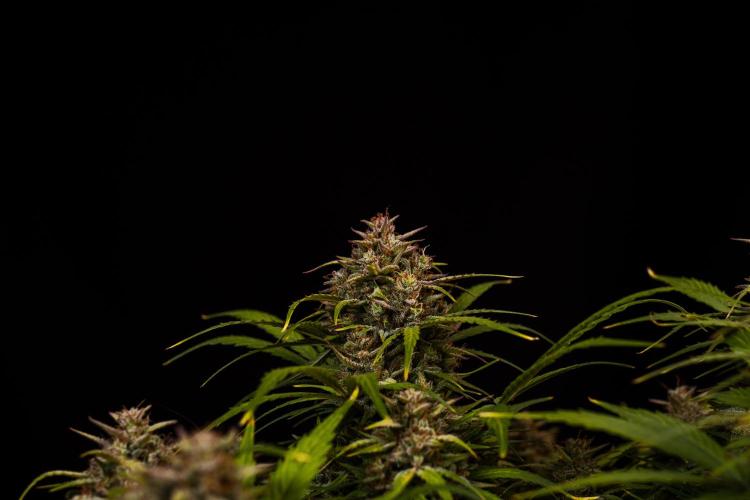 White Widow Auto - Spliff Seeds. Week 13