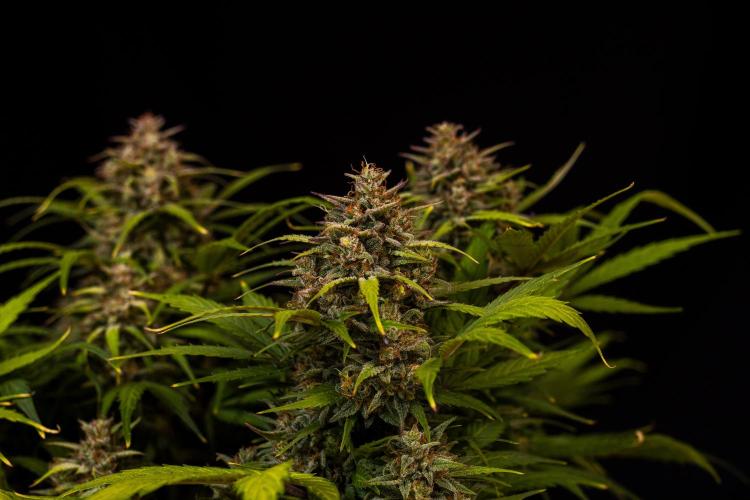 White Widow Auto - Spliff Seeds. Week 13