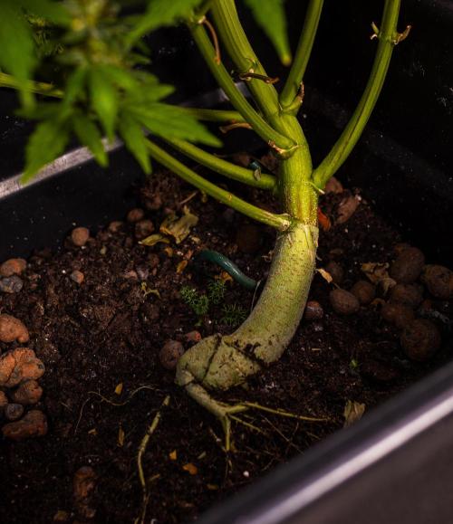 White Widow Auto - Spliff Seeds. Week 13