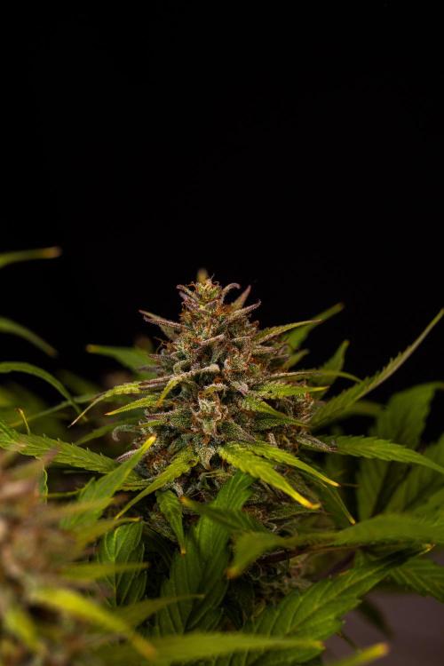 White Widow Auto. Week 13