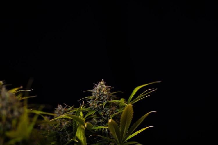 Paradise Seeds - Stromboli Auto. Week 13