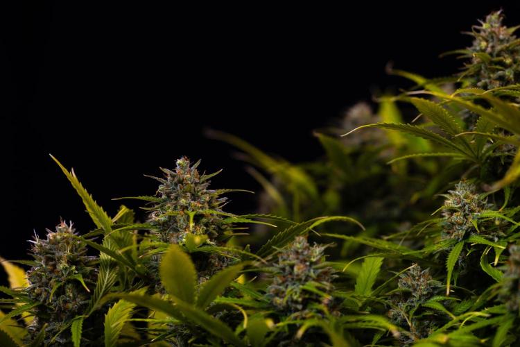 Paradise Seeds - Stromboli Auto. Week 13