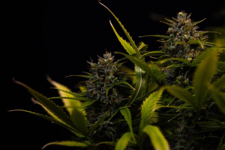 Paradise Seeds - Stromboli Auto. Week 13