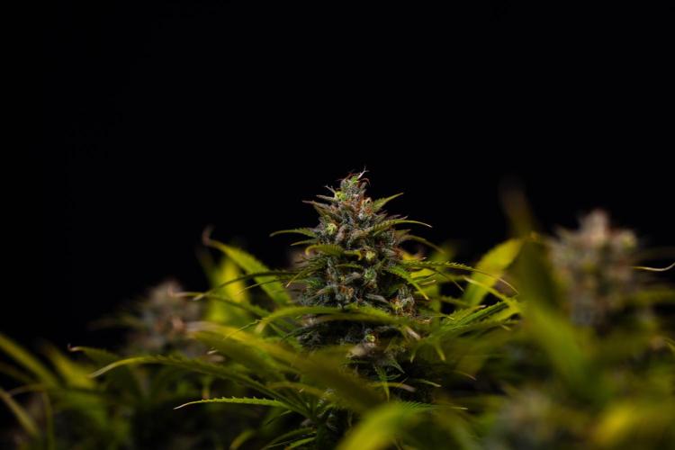 Paradise Seeds - Stromboli Auto. Week 13