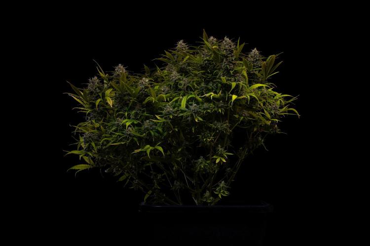 Paradise Seeds - Stromboli Auto. Week 13