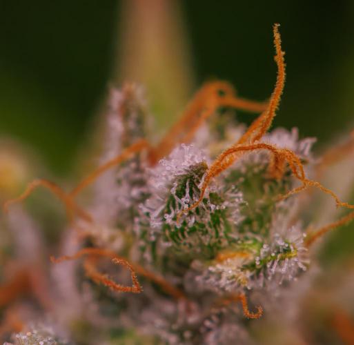 Paradise Seeds - Stromboli Auto. Week 13