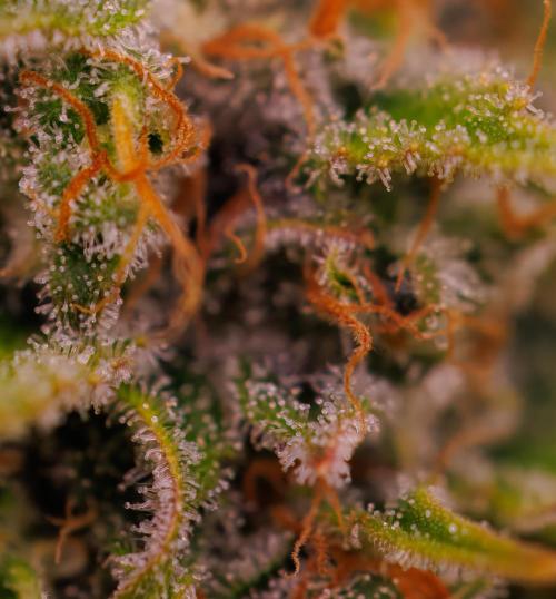 Paradise Seeds - Stromboli Auto. Week 13