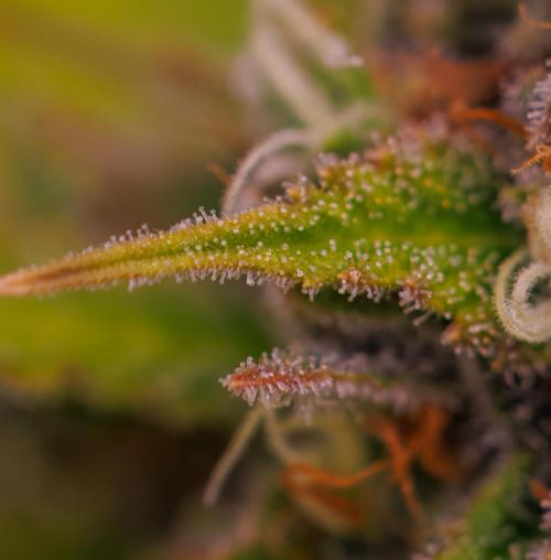 Paradise Seeds - Stromboli Auto. Week 13
