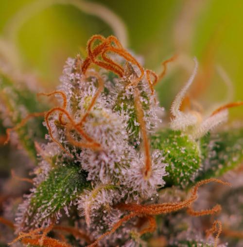 Paradise Seeds - Stromboli Auto. Week 13