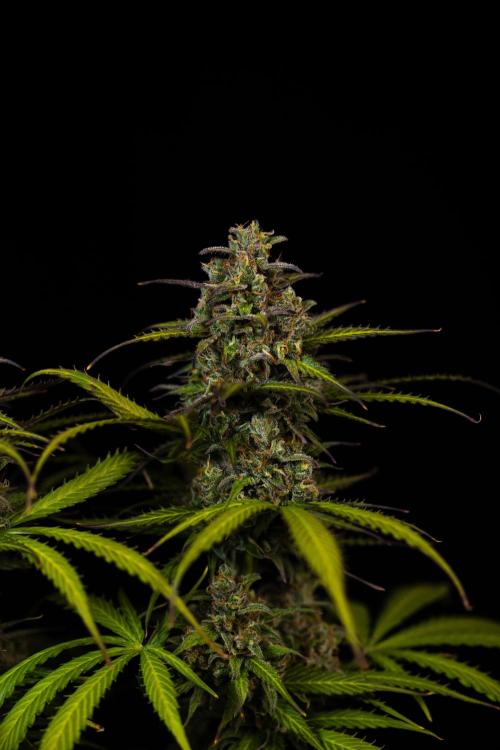 Spliff Seeds - Gelato Auto. Week 13