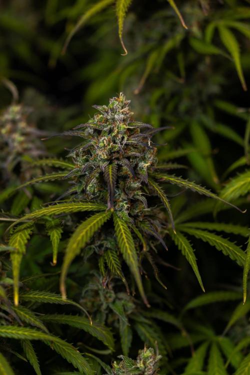 Spliff Seeds - Gelato Auto. Week 13