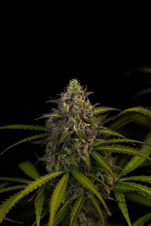 Spliff Seeds - Gelato Auto. Week 13