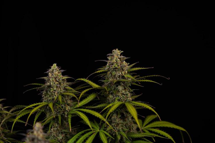 Spliff Seeds - Gelato Auto. Week 13