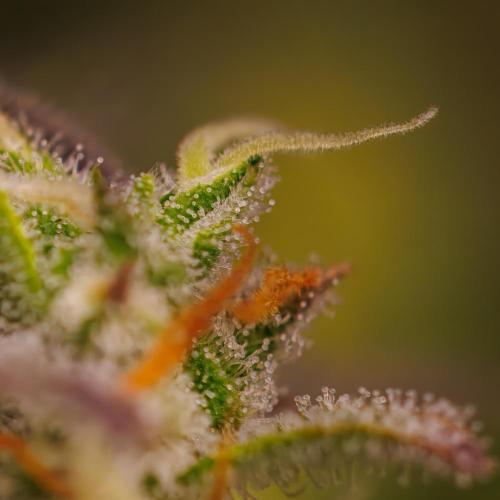 Spliff Seeds - Gelato Auto. Week 13