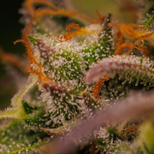 Spliff Seeds - Gelato Auto. Week 13