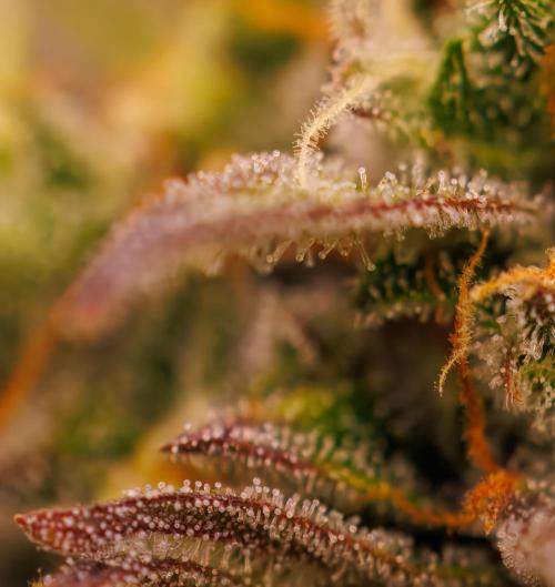 Spliff Seeds - Gelato Auto. Week 13