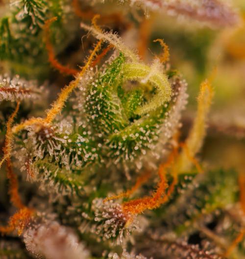 Spliff Seeds - Gelato Auto. Week 13