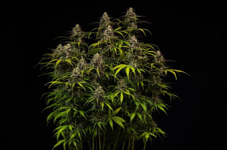 Spliff Seeds - Gelato Auto. Week 13