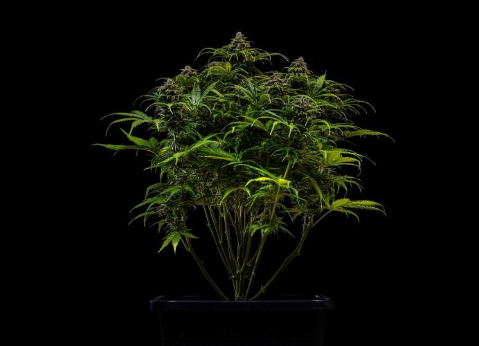 Gorilla Auto - Spliff Seeds. Week 13