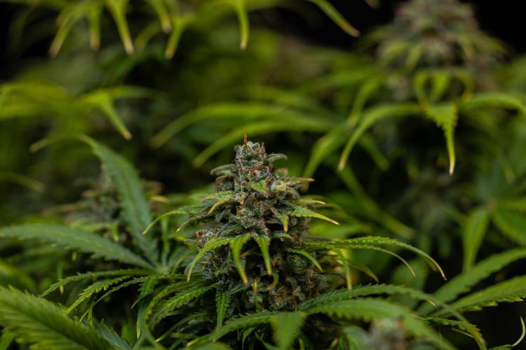 Gorilla Auto - Spliff Seeds. Week 13