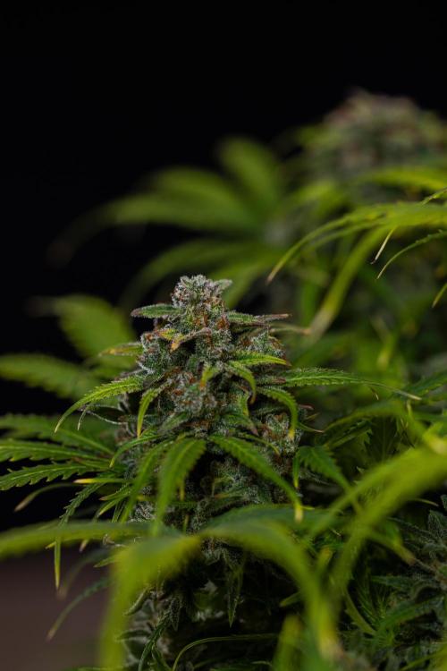 Gorilla Auto - Spliff Seeds. Week 13