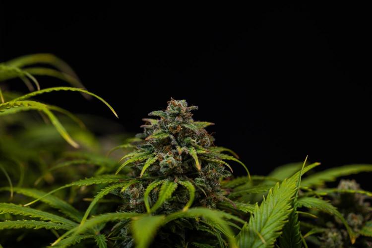 Gorilla Auto - Spliff Seeds. Week 13