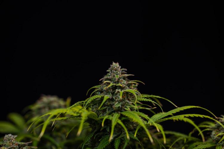 Gorilla Auto - Spliff Seeds. Week 13