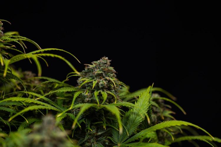 Gorilla Auto - Spliff Seeds. Week 13