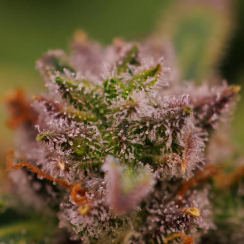 Gorilla Auto - Spliff Seeds. Week 13