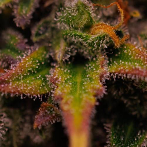 Gorilla Auto - Spliff Seeds. Week 13