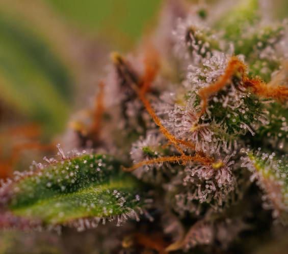 Gorilla Auto - Spliff Seeds. Week 13
