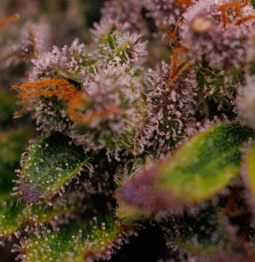 Gorilla Auto - Spliff Seeds. Week 13