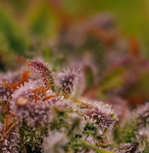 Gorilla Auto - Spliff Seeds. Week 13