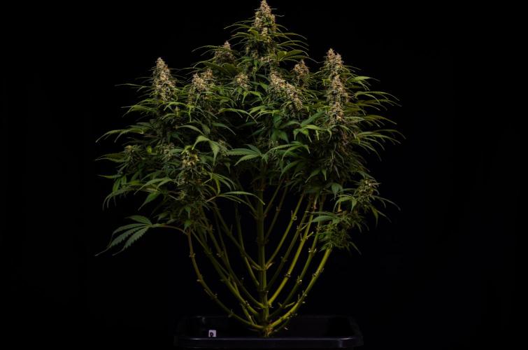 Dutch Auto - Spliff Seeds. Week 13