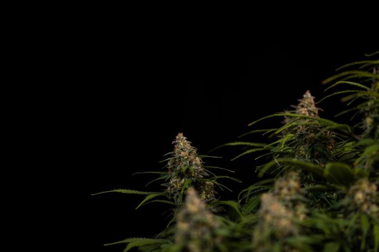 Dutch Auto - Spliff Seeds. Week 13
